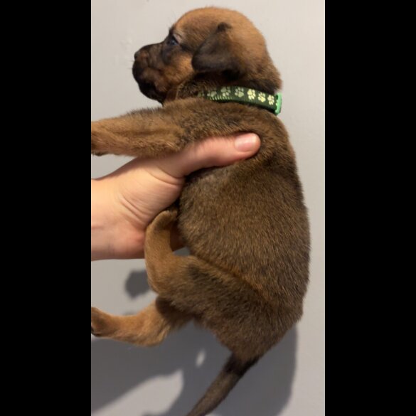 Mixed Breed - Both