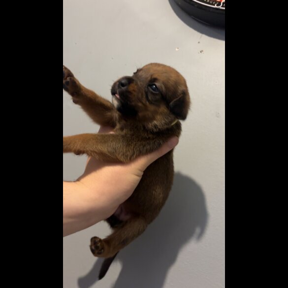 Mixed Breed - Both