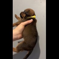 Mixed Breed - Both