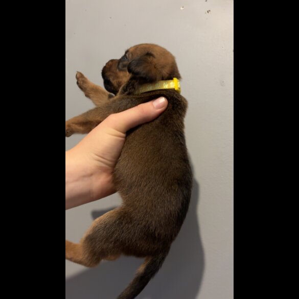 Mixed Breed - Both