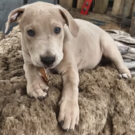 Mixed Breed - Both