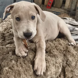 Mixed Breed - Both