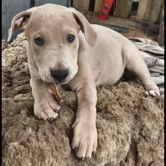 Mixed Breed - Both