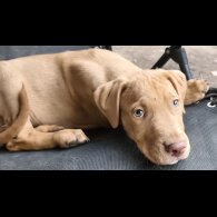 Mixed Breed - Both
