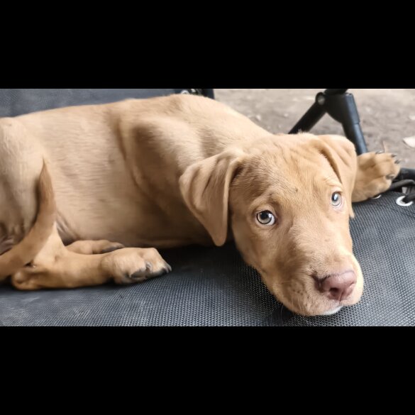 Mixed Breed - Both