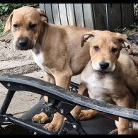 Mixed Breed - Both