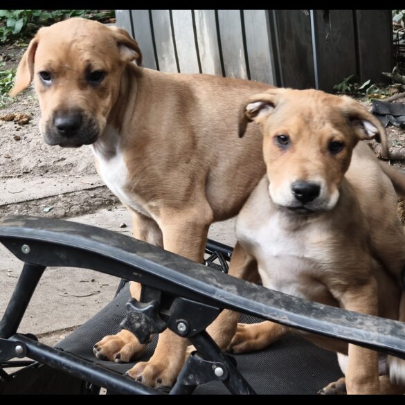 Mixed Breed - Both