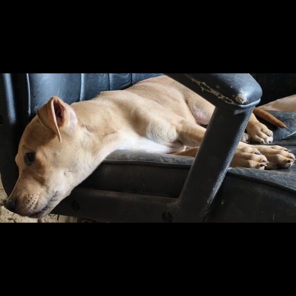Mixed Breed - Both