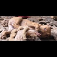 Mixed Breed - Both