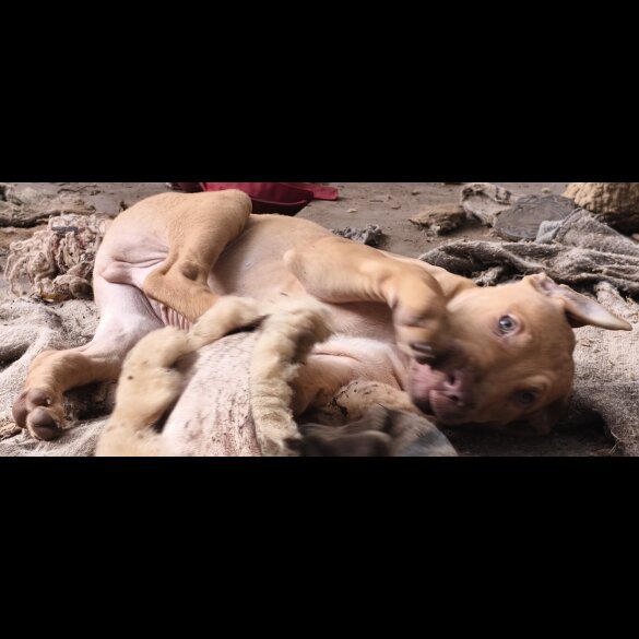 Mixed Breed - Both