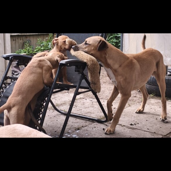 Mixed Breed - Both