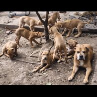 Mixed Breed - Both