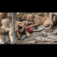Mixed Breed - Both