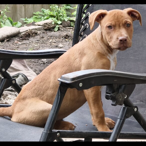 Mixed Breed - Both