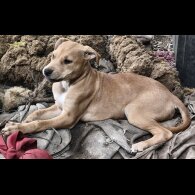 Mixed Breed - Both