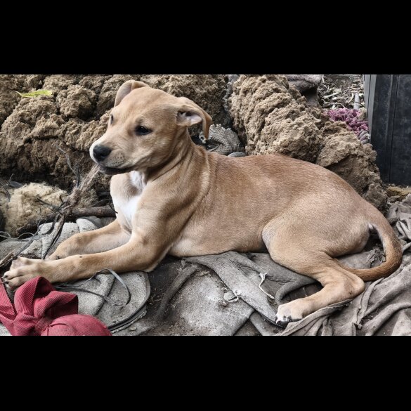 Mixed Breed - Both