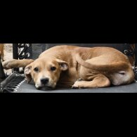 Mixed Breed - Both