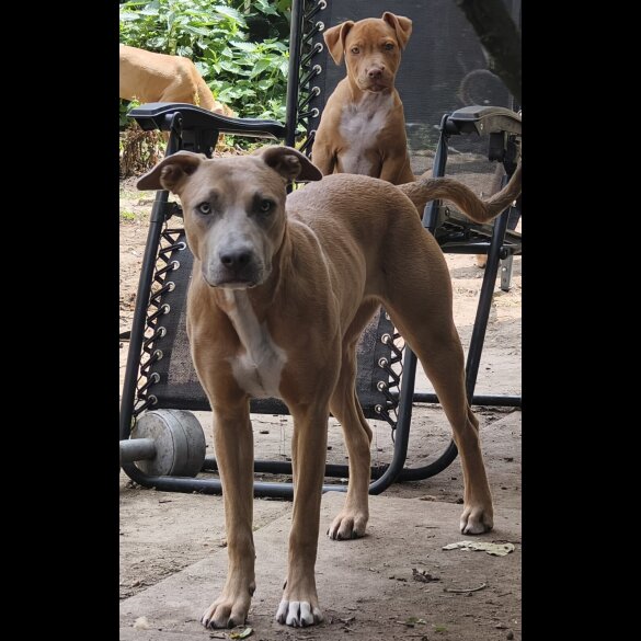 Mixed Breed - Both