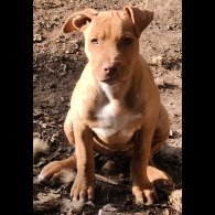 Mixed Breed - Both