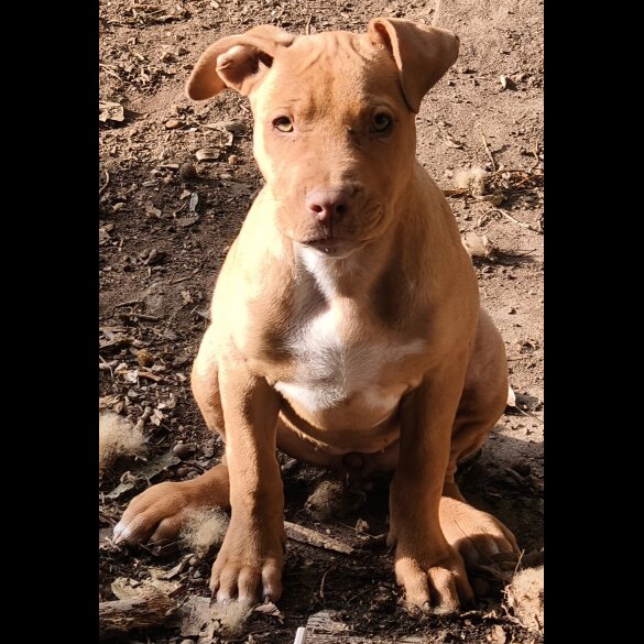 Mixed Breed - Both