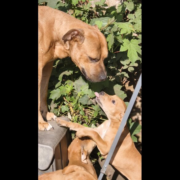 Mixed Breed - Both