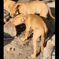 Mixed Breed - Both