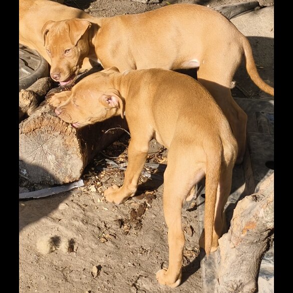 Mixed Breed - Both