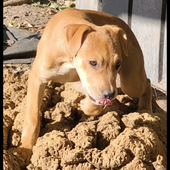 Mixed Breed - Both