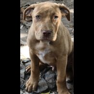 Mixed Breed - Both