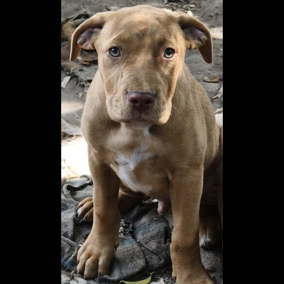 Mixed Breed - Both