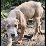 Mixed Breed - Both