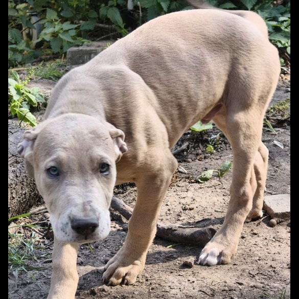 Mixed Breed - Both