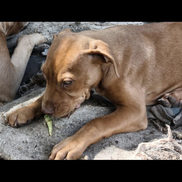 Mixed Breed - Both