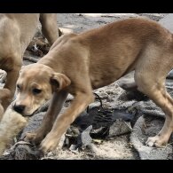 Mixed Breed - Both