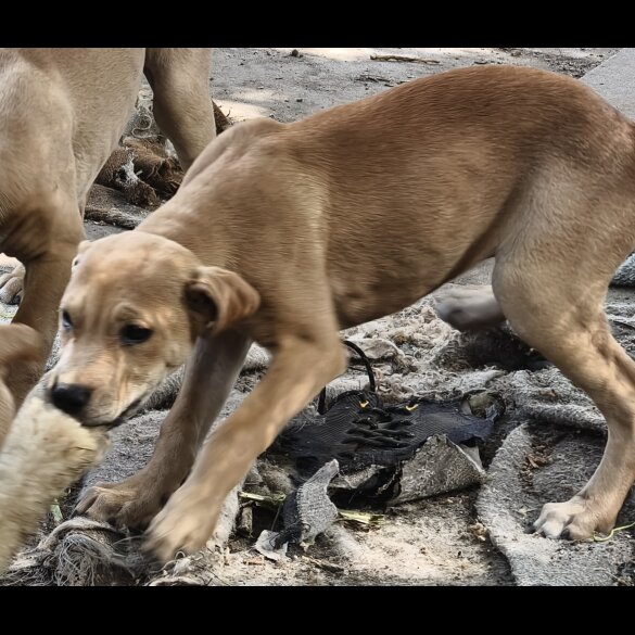 Mixed Breed - Both