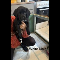Mixed Breed - Both