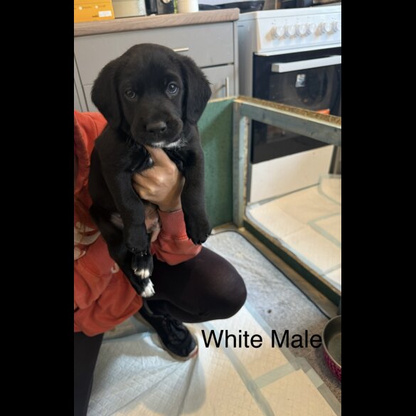 Mixed Breed - Both