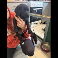 Mixed Breed - Both