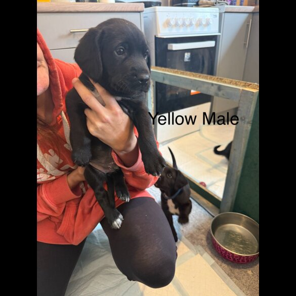 Mixed Breed - Both