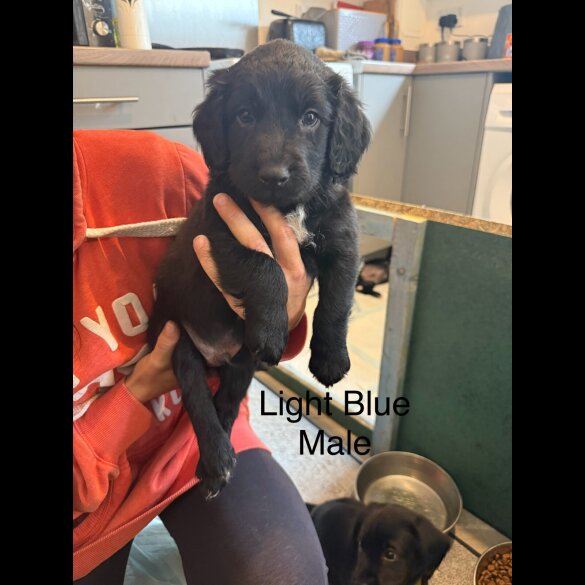 Mixed Breed - Both