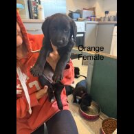 Mixed Breed - Both