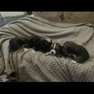 Mixed Breed - Both