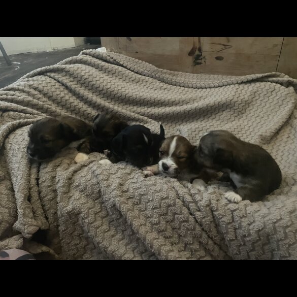 Mixed Breed - Both