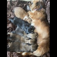 Mixed Breed - Both