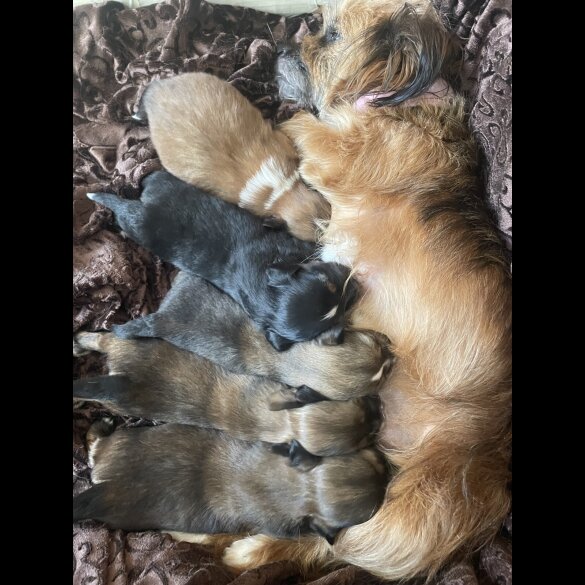 Mixed Breed - Both