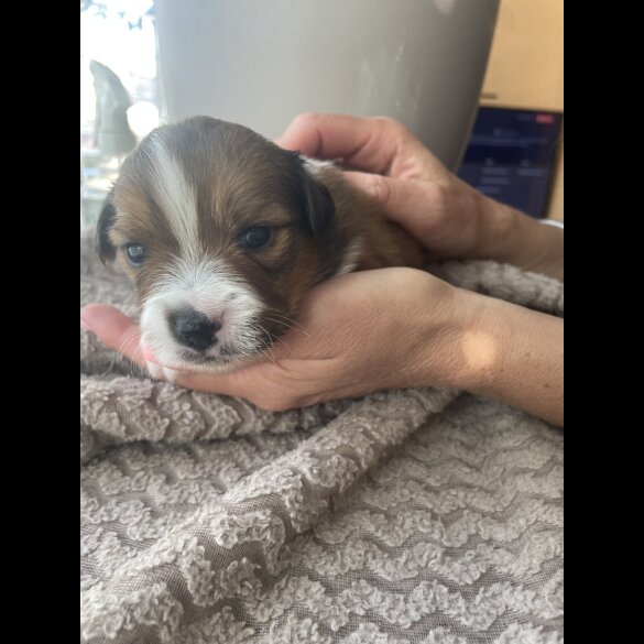 Mixed Breed - Both
