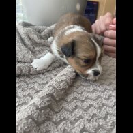 Mixed Breed - Both