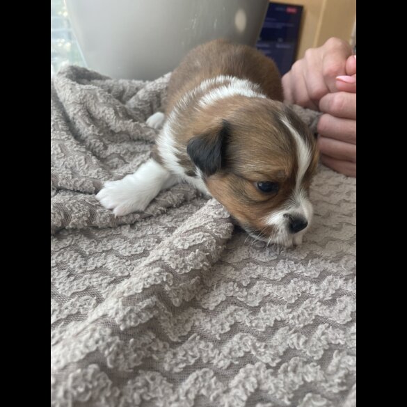 Mixed Breed - Both