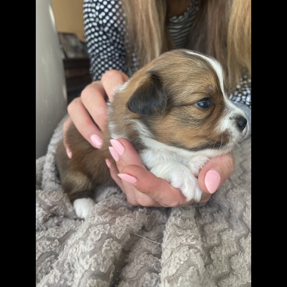 Mixed Breed - Both