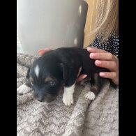 Mixed Breed - Both